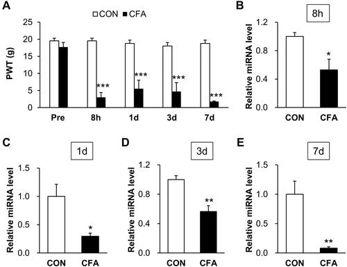 Figure 1 CFA decreased miR-485-5p expression in L4-6 DRGs of rats with persistent inflammatory pain. (A) PWT of CFA rats was significantly decreased at 8 h, 1 d, 3 d and 7 d after CFA intra-plantar injection compared with control rats i.p. injected with normal saline (n = 7 rats for CFA and n = 6 rats for CON group, ***p < 0.001 vs CON, two-way ANOVA). (B) CFA induced a significant decreased expression of miR-485-5p in L4-L6 DRGs at 8 h (n = 3 rats for each group, *p < 0.05 vs CON, two sample t-test). (C) CFA induced a significant decreased expression of miR-485-5p in L4-L6 DRGs at 1 d (n = 4 rats for each group, *p < 0.05 vs CON, two sample t-test). (D) CFA induced a significant decreased expression of miR-485-5p in L4-L6 DRGs at 3 d (n = 4 rats for CFA and n = 5 rats for CON group, **p < 0.01 vs CON, two sample t-test). (E) CFA induced a significant decreased expression of miR-485-5p in L4-L6 DRGs at 7 d (n = 4 rats for each group, **p < 0.01 vs CON, two sample t-test).