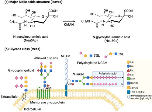 Figure 2. (a) Major sialic acids structures: N-acetylneuraminic acid (Neu5Ac), N-glycolylneuraminic acid (Neu5Gc). The CMAH enzyme can convert CMP-Neu5Ac into CMP-Neu5Gc (B. Wang Citation2009). (b) Sialic acids on cell-surface and secreted molecules: glycosphingolipids, N-linked glycosphingolipids, polysialylated NCAM, free glycans. Adapted from Schnaar, Gerardy-Schahn, and Hildebrandt (Citation2014). Abbreviations: Galactose (Gal), glucose (Glc), fucose (Fuc), sialic acid (Sia), N-acetylgalacosamine (GalNAc), N-acetylglucosamine (GlcNAc), mannose (Man), asparagine (Asn), 3’-sialyllactose (3’SL), 6’-sialyllactose (6’SL), neural cell adhesion molecule (NCAM), fibronectin III (FnIII).