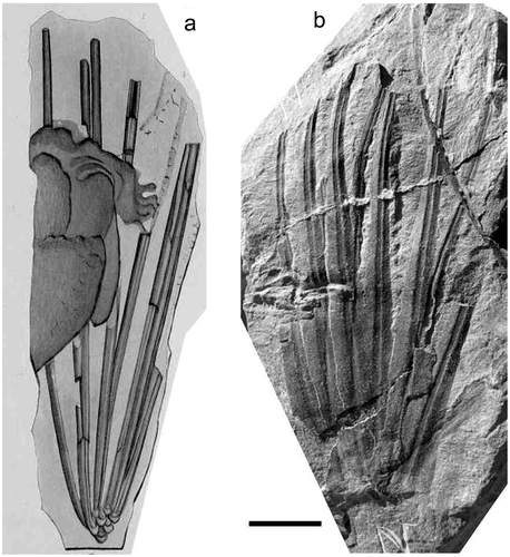 Figure 10. Lepidodendrom rigens Lesquereux (lectotype), Smithsonian Museum of Natural History, Specimen No. 15516, Mazon Creek, Illinois (USA). (a), Original illustration given with protologue in Lesquereux (Citation1870). (b), Photograph of lectotype. Scale bar = 10 mm.