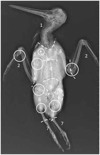 Figure 1. X-ray photograph of a woodcock, showing the body sectors where the position of each shot pellet and fragment was noted. 1, head and neck; 2, wings; 3, humerus and a pectoral girdle; 4, thorax; 5, abdomen; 6, femur and tibiotarsus and 7, tarsus and metatarsus. A whole pellet and six fragmentation centres can be recognised inside the grey circles.