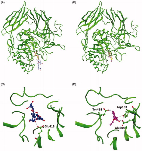 Figure 4. Stereoview of the 3D structure of EcGUS and a stereodiagram of pNPG bound to (A) acteoside or (B) caffeic acid ethyl ester in the active site (pocket 1) of EcGUS. Detailed view of (C) acteoside and (D) caffeic acid ethyl ester in the active site of EcGUS.