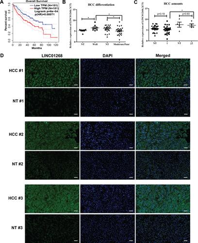 Figure 2 LINC01268 expression is positively correlated with the HCC tissues. (A). Overall survival Kaplan–Meyer curves represents association of LINC01268 expression levels (blue: low, red: high) in 362 HCC patients. Log-rank and hazards ratio (HR) p-values are shown. (B and C) Dot plots show relative gene expression levels of LINC01268 (ΔCt, RT-qPCR) in 32 pairs of HCC tissues grouped by differentiation stage (NT: non-tumorous; well: well-differentiated; moderate/poor: moderately or poorly differentiated) (B) and HCC nodule numbers (0 (NT), 1 and ≥ 2) (C). β-ACTIN was used as an internal control in the RT-qPCR. P-values are indicated (Student’s t-test, p-value significance: *p<0.05). (D) Microscopic images show liver cross-sections of paired para- and cancerous biopsies of three randomly selected patients (#1, #2 and #3). LINC01268 transcripts (green) were visualized by digoxigenin-labelled FISH (fluorescence in situ hybridization) probes, nuclei DNA by DAPI, merged: cellular co-localization of LINC01268 and nuclei DNA. The images are representatives from three independent experiments from the same tissues. The bars in each image (10× magnification) indicates 50 μm.