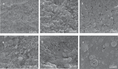 Figure 5  Scanning electron microscopy of calcium caseinate (CC) or whey protein isolate (WPI), and CC/WPI slurries (25°C) and gels (60°C) at pH 6.8. (A) CC (25°C), (B) CC (60°C), (C) WPI (25°C), (D) WPI (60°C), (E) CC/WPI (10:5 wt%) 25°C, and (F) CC/WPI (10:5 wt%) 60°C.