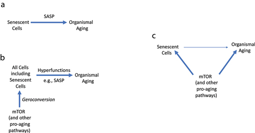 Figure 5. Linking cell senescence to organismal aging.