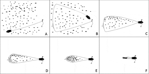Figure 1. Depiction of the three phases of the Danish seining process: (A)–(B) the setting phase, (C)–(E) the collecting phase, and (F) the closing phase.