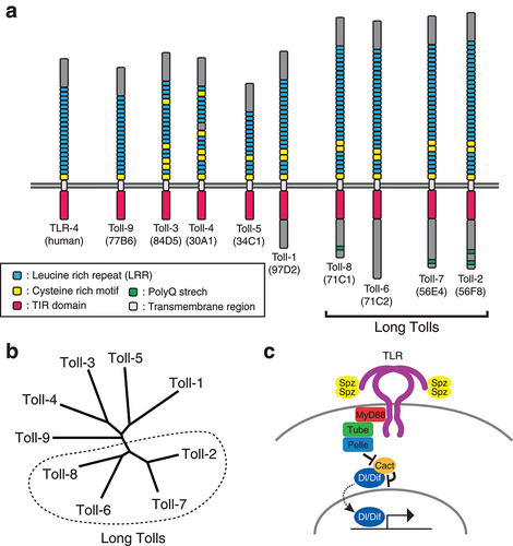 Figure 1. Toll-like receptors in Drosophila a) Domain structures of nine Drosophila TLRs. The clade of TLRs that have common features characteristic to insect TLRs, defined as long Tolls [Citation36], is indicated with a bracket. b) Phylogenetic relationship of Drosophila TLRs. Toll-9 is the closest Drosophila TLR to vertebrate TLR. The long Toll clade is indicated with a dashed line. c) The canonical signal transduction pathway of Toll-1. Upon binding to the active ligand Spätzle (Spz), Toll-1 is activated and its conformational change leads to the recruitment of the adapter protein MyD88 through interaction with the TIR domain, which is present both in Toll-1 and MyD88. Once MyD88 binds to Toll-1, it forms a protein complex with Tube and Pelle, which then degrades the IκB protein Cactus (Cact), subsequently inhibiting the NFκB transcription factor Dorsal (Dl) and Dorsal related immunity factor (Dif) when Toll-1 is not activated. After the degradation of Cact, Dl/Dif is released to translocate into the nucleus where it promotes transcription of its target genes.