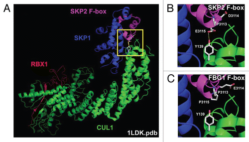 Figure 6 The third amino acid in the PXE sequence is critical to stabilize the Cul1- F box interaction. The structure of the Cul1-Rbx1-Skp1-FboxSkp2 SCF ubiquitin ligase complex (PDB code 1LDK) is shown for reference (ref) (A). The interface between the Cul1 and FboxSkp2 is expanded in (B) and residues critical for protein-protein interactions are highlighted. Residues 3,113–3,115 (PDE) within helix 1 of the FboxSkp2 domain were mutated in silico to PEP, the sequence found in FBG1 F-box (C). Mutation of E3115 to P predicts that the side-chain hydrogen bond between E3115 and Y139 will be disrupted.
