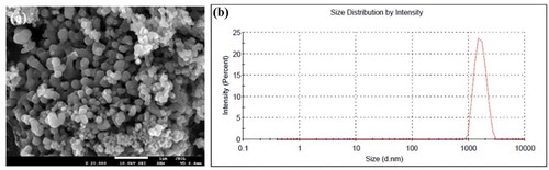 Figure 5. (a) SEM images of HAP-DPZ at 20 k ×. The images show an open and interconnected porous structure within the HAP-DPZ. (b) Size distribution of HAP-DPZ particles analyzed by DLS. Data indicate that the particle size was in the range of 900−2000 nm
