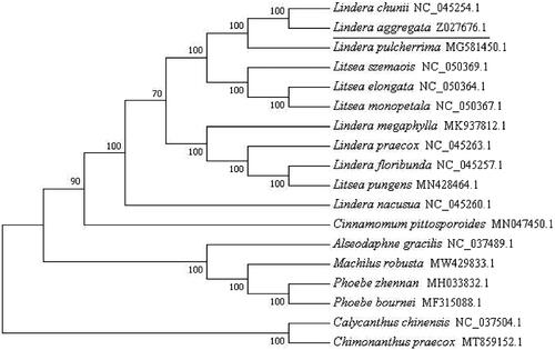 Figure 1. Phylogenetic tree inferred from16 complete Lauraceae genomes. Two Calycanthaceae species were used as outgroups.