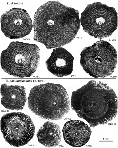 Figure 15. Equatorial sections of Discocyclina dispansa, and D. pseudodispansa sp. nov. from the Pirkoh and Drazinda formations.
