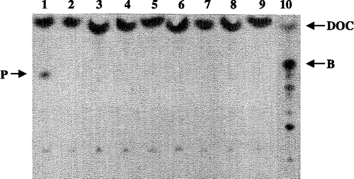 Figure 2 HPTLC screening of steroid converting enzyme activity in strains of the E. coli strain collection and subsequent phosphoimager analysis using 3H-labeled DOC as a substrate. DOC = 11-deoxycorticosterone, B = corticosterone, P = product. lane 1: E. coli strain E132, 2: E133; 3: 134; 4: E135; 5: E144; 6: E151; 7: E153; 8: E152; 9: negative control without cells; 10: positive control containing all the constituents as described in Figure 1, products of the biotransformation of 3H-DOC with CYP11B1.