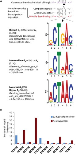Figure 1. Representative branch point motifs identified among the Ensembl-annotated fungal species using MEME. A. Consensus of the fungal branchpoint motifs in the genomes and complementarity of the corresponding pre-mRNA motifs with U2 snRNA without or with wobble base-pairing nucleotides (Top), and three representative sequence logos of the information content (bits) of the enriched branchpoint motifs between the −30 and +2 positions of annotated 3ʹ splice sites in the genome of each species, from MEME analysis. The big black dot indicates the branchpoint nucleotide and the smaller ones the wobble pairings. B. Per cent distribution of the branch point motifs of extreme examples of G4/A4 levels in the consensus sequences of two fungal species. Percentages of G4: of all 3ʹ splice sites containing the MEME branchpoint motif in a species. The nucleotide positions are numbered according to the consensus sequence in A.