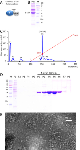 Figure 5 Production of tag-free S60-αTSR nanoparticles. (A) The schematic construct of the tag-free S-αTSR proteins. (B) SDS-PAGE showing the ammonium sulfate precipitated S-αTSR protein (Ppt) from the bacterial lysis. (C) An anion exchange elution curve of the ammonium sulfate precipitated proteins from (B). Y-axis shows UV absorbances at A280 (mAU), whereas X-axis indicates elusion volume (mL). The red dashed line indicates the linear increase of the elution buffer B (0–100%) with a red star symbol indicating the percentage of buffer B at the elution position of the S-αTSR protein (28.4%). Eight elution peaks (P1 to P8) that were analyzed by SDS-PAGE are indicated. (D) SDS-PAGE analyses of the eight elution peaks from the ion exchange (C). Five fractions from P6 were analyzed. M in (B and D) is protein standard with the molecular weights as indicated. The S-αTSR protein is eluted in P6. (E) A micrograph of transmission electron microscopy (TEM) of the protein sample from P6 showing typical S60-αTSR nanoparticles.