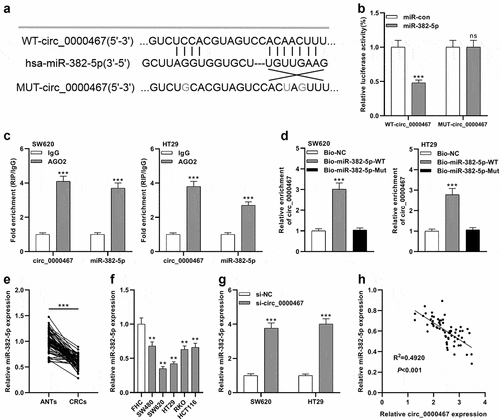 Figure 3. MiR-382-5p was a downstream target of circ_0000467