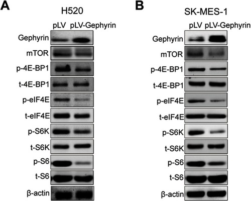 Figure 3 Gephyrin suppresses the mTOR pathway. (A, B) Overexpression of gephyrin suppressed the protein level of mTOR and phosphorylation of 4E-BP1, eIF4E, S6K, and S6 in H520 (A) and SK-MES-1 (B) cells. Cells were homogenized in RIPA buffer. The protein levels in cell lysis were measured by Western blot analysis. β-Actin acted as the loading control. The experiments were repeated three times independently.
