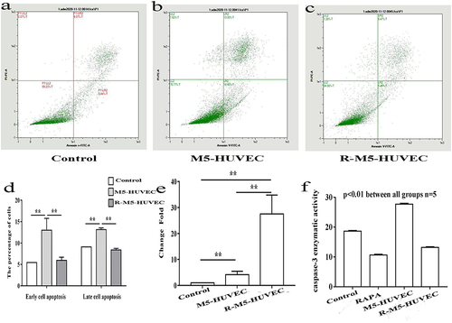 Figure 2 Induction of autophagy inhibits apoptosis in HUVECs. (a–c) Cell apoptosis assessed by flow cytometry; (d) Quantitative data of percentage of apoptotic cells; (e) Expression levels of BIRC2 mRNA, and (f) caspase-3 activity. n=5, **p<0.01.