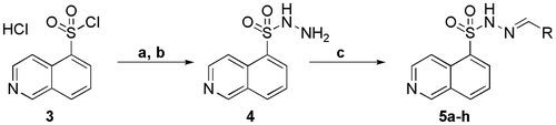 Scheme 1. Synthetic route exploited to prepare the N-sulphonylhydrazones (5a–h). a) NaHCO3 aqueous, dichloromethane; b) N2H4.H2O, dichloromethane, 0 °C, 4 h, 80%; c) EtOH, HCI (cat), r.t., 24 h, 70–90%.