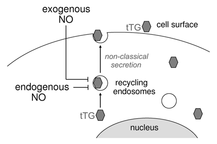 Figure 2 A scheme depicting the effects of exogenous and endogenously produced NO on nonclassical secretion of cytoplasmic tTG.