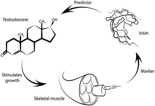 Figure 2. Suggested mechanism of interaction between testosterone, irisin, and striated muscles. Irisin acts as a marker for muscle tissue and in thus could potentially be used as a predictor for treatment response of TRT.