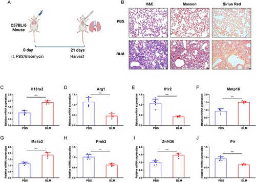 Figure 7 The expression of hub genes exhibited a significant difference between the bleomycin-induced models and controls. (A) Construction of the animal models. (B) Representative images of hematoxylin and eosin (H&E), Masson’s trichrome and Sirius Red staining from the lung samples of bleomycin-induced mice models or controls. Scale bars, 50 µm. (C–J) qPCR analysis of relative mRNA expression level in the lung samples of bleomycin-induced mice models compared with controls (IL13RA2, MMP16, ARG1, IL1R2, PROK2, MS4A2, PIR, and ZNF436). (***P < 0.001).