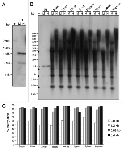 Figure 5. Methylation of P1-LINE DNA in rat genome. (A) The cloned 2.8 kb P1-LINE DNA fragment (P1) was digested by Msp I (M)/HpaII (H) and used as a positive control to assess the corresponding genomic P1-LINE DNA fragments. (B) Genomic DNA purified from eight different tissues of adult rat was digested by PstI+Msp I (M) and PstI+HpaII (H) followed by Southern blot hybridization with 32P-labeled 2.8 kb P1-LINE DNA probe to assess DNA-methylation at 5′CCGG3′ sequences of P1-LINE in the rat genome. Four Msp I bands (2.8 kb, 1.3 kb, 0.89 kb and 0.4 kb) are marked by arrows.The blot is representative of two independent experiments from individual rats. + is purified 2.8 kb P1-LINE DNA used as positive control. (C) Densitometric quantitation of the four Msp I bands (2.8 kb, 1.3 kb, 0.89 kb and 0.4 kb) showing % methylation of P1-LINE expressed as [(Msp I-HpaII)/Msp I]x100 in the tissues.