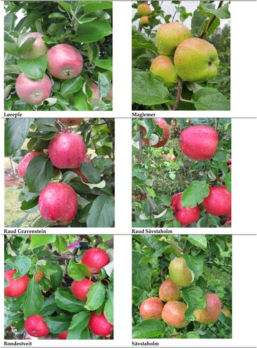 Figure 3. Fruits of selected heritage cultivars for fresh consumption.