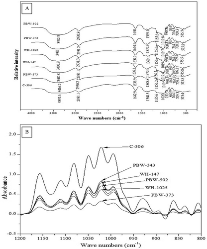 Figure 3. FTIR spectroscopy of starches from different wheat cultivars. (A) FTIR spectra from 400 to 4000 cm−1. (B) Deconvoluted FTIR spectra from 800 to 1200 cm−1.