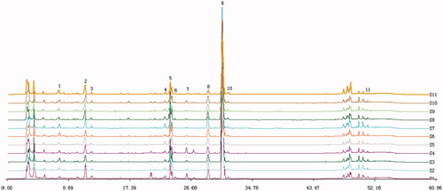 Figure 1. HPLC fingerprint graphics of AS. Analytical column: ODS-C18, 4.6 mm ×25 cm,5 μm; injected sample volume: 10 μL; mobile phase: 1.0% acetic acid in water (A) and acetonitrile (B) using a gradient program of 20–30% (B) in 0–10 min, 30–49% (B) in 1 0–20 min, 49% (B) in 2 0–40 min; 49–100% (B) in 40–50 min;100–20% (B) in 5 0–60 min; flow rate: 1 mL·min- 1; temperature: 25 °C; UV detection: 280 nm. (1) ferulic acid; (2) senkyunolide I; (3) senkyunolide H; (4) unkown compounds; (5) coniferyl ferulate; (6) senkyunolide A; (7) butylphthalide; (8) E-ligustilide; (9) Z-ligustilide; (10) Z-butylidenephthalide; (11) levistolide A.