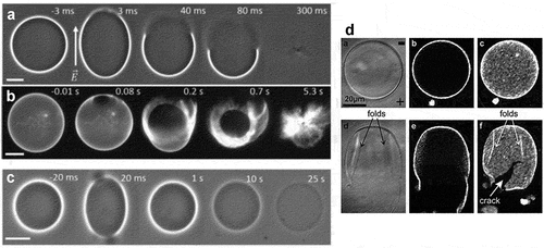 Figure 6. Evaluation of membrane stability through electroporation and electropermeabilization. Examples of bursting vesicles observed under phase contrast (a) and epifluorescence (b) microscopy. (c) Phase-contrast images of an electropermeabilized vesicle showing macropore closure but loss of optical contrast over time because of remaining submicroscopic pores. The GUVs were subjected to a DC pulse (300 kV/m, 150 μs). The field direction is indicated with an arrow. The scale bars are 10 µm. The time relative to the beginning of the pulse is shown on each snapshot. (a,b and c) are reproduced from [Citation60]. (d) Differential interference contrast (a, d) and confocal (b, c, e, f) images of vesicles forming cracks and wrinkles (folds) after exposure to a DC pulse (600 kV/m, 300 μs). The folds and cracks are indicated with arrows. The electrode polarity is indicated with a plus and a minus sign in (a). Images are reproduced from [Citation107].