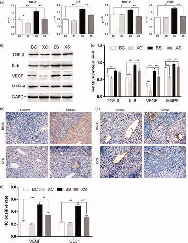 Figure 3. Effects of chronic restraint stress and XYS on liver metastasis in a CRC model. (a) mRNA expression of TGF-β, IL-6, MMP-9 and VEGF in spleen tumours relative to mice in the BC group. (b) Protein expression of TGF-β, IL-6, MMP-9 and VEGF in spleen tumours. Glyceraldehyde 3-phosphate dehydrogenase (GAPDH) was used as a loading control. (c) Relative protein expression levels. GAPDH was used as an internal standard. (d) Immunohistochemical detection of VEGF protein expression in metastatic liver tumour tissue. (e) Immunohistochemical detection of CD31 protein expression in metastatic liver tumour tissue (magnification ×200). (f) IHC positive rate of VEGF and CD31 in metastatic liver tumours (magnification ×200). *p< 0.05, **p< 0.01 and ***p< 0.001. BC: blank-control; BS: blank-stress; XC: XYS-control; XS: XYS-stress.