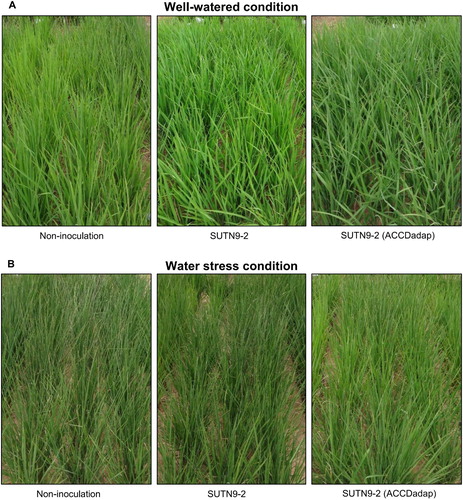 Figure 7. The morphology of rice inoculated with the bacterial strains SUTN9-2 WT and SUTN9-2 (ACCDadap) compared with uninoculated rice in (A) well-watered conditions and (B) drought (water withheld water for seven days) in the field experiment.
