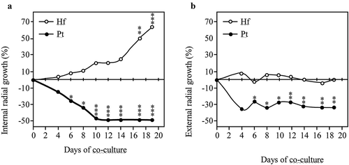 Figure 2. Inner (A) and outer (B) radial growth of H. fasciculare (Hf) and P. tinctorius (Pt) in dual culture (Pt-Hf), in relation to control colonies Hf-Hf and Pt-Pt, respectively, during the interaction. Results display mean ± standard error obtained from 12 replicates (two independent experiments). Statistically significant differences of the radial growth in comparison to controls were obtained using one-way ANOVA with Tukey post-test and are shown using * for p< 0.05; ** for p< 0.01; and *** for p< 0.001