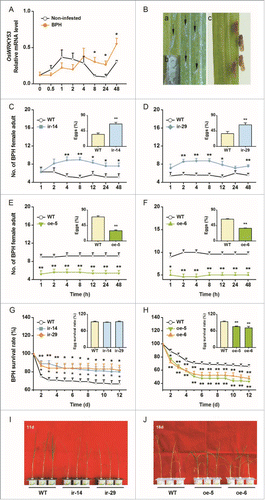 Figure 1. OsWRKY53 positively regulates the ability of rice to resist brown planthopper (BPH). (A) Mean transcript levels (+SE, n = 5) of OsWRKY53 in rice stems that were infested by 15 gravid female BPH adults. Non-infested plant stems were covered with an empty glass cage. Transcript levels were analyzed by quantitative RT-PCR. Asterisks represent significant differences between treatments and controls at the indicated times (2-way analysis of variance, followed by pairwise comparisons of least squares means (LSM), P values were corrected by the false discovery rate (FDR) method; *, P< 0.05). (B) Oviposition marks (a, indicated by arrows), eggs (b) and female adults (c) of BPH. (C) to (F) Mean number of female BPH adults per plant (+SE, n = 10) on pairs of plants (wild type (WT) versus ir-14, ir-29, oe-5 and oe-6, respectively), 1–48 h after pairs were exposed to insects. Inserts: mean percentage (+SE, n = 10) of BPH eggs per plant on pairs of plants as stated above, 48 h after the release of BPH. Asterisks indicate a significant preference within each combination and time point (Wald test, *, P < 0.05, **, P < 0.01). (G) and (H) Mean survival rate (+SE, n = 10) of BPH nymphs that fed on ir-wrky lines, oe-WRKY lines or WT plants 1-12 d after the start of feeding. Inserts: mean hatching rate (+SE, n = 6) of BPH eggs on ir-wrky lines, oe-WRKY lines or WT plants. Asterisks represent signiﬁcant differences between transgenic lines and WT plants (generalized linear model [family: Binomial or Quasibinomial], followed by pairwise comparisons of LSM, P values were corrected by FDR method;*, P < 0.05, **, P < 0.01). (I) and (J) Damaged phenotypes of ir-wrky, oe-WRKY lines and WT plants that were individually infested by 15 BPH female adults for 11 (I) or 18 (J) days (n = 20).