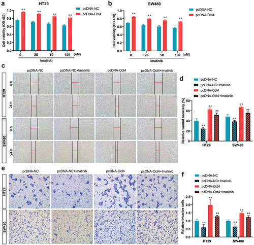 Figure 4. The inhibition of the SCF/c-Kit signaling pathway reversed proliferation, migration, and invasion of Oct4 overexpression in CC cells. HT29 and SW480 cells were treated with c-Kit inhibitor imatinib (0, 25, 50, and 100 nM) when pcDNA-NC or pcDNA-Oct4 transfection. (A and B) the proliferation of HT29 and SW480 cells was evaluated by a CCK-8 assay. Student’s t-test was used for statistical analysis. (C and D) Wound healing assay to determine cell migration. (E and F) Transwell analysis of cell invasion activities. Values are means ± sd, n = 3. One-way analysis of variance (ANOVA) with Tukey’s post hoc test was used for statistical analysis. **P <0.01 vs pcDNA-NC, ##P <0.01 vs pcDNA-Oct4.