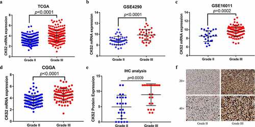 Figure 2. The differential expression of CKS2 in grade II and grade III gliomas. (a-d) Differential expression of CKS2 mRNA in grade II and grade III gliomas in TCGA, GSE4290, GSE16011 and CGGA. (e) Differential expression of CKS2 protein in grade II and grade III gliomas. (d) Representative images of the CKS2 protein expression in grade II and grade III gliomas