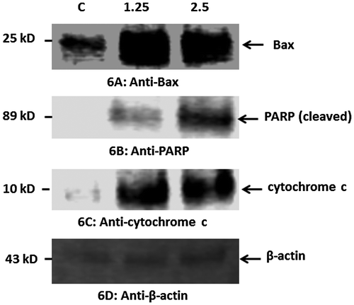 Figure 6. Western blot analysis of the pro-apoptotic proteins Bax, PARP, cytochrome c, and β-actin (control) in HT29 cells treated with 2.26 μg ml–1 CeO2-NCs for 24 h; untreated HT29 cells served as controls. Immunoblot analyses of the expression levels of apoptotic proteins are shown. (A). Up-regulation of the expression of Bax. (B). Up-regulation of the expression of PARP. (C). Up-regulation of the expression of cytochrome c. (D) No significant change in the expression of β-actin (control).