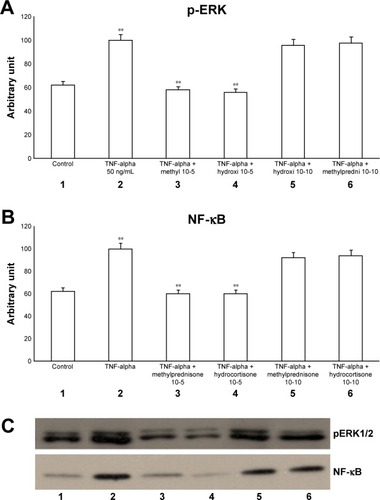 Figure 1 Effects of TNF-alpha (50 ng/mL) in the presence or absence of either methylprednisone (10−5 M) or hydrocortisone (10−10 M) in a 24-h treatment on (A) p-ERK and (B) NF-κB evaluated by (C) Western blot analysis in primary HBECs under the same treatments described in the graphs (lanes 1–6).
