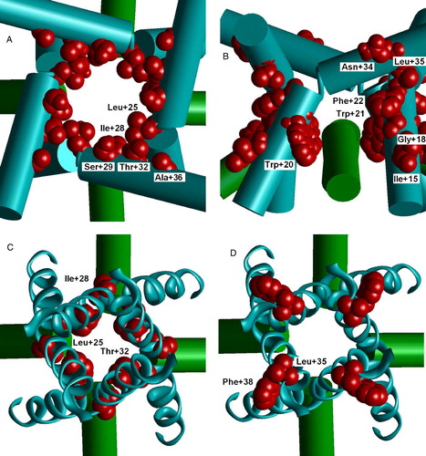 Figure 5.  Cys labeling of the M3 segment of AMPA receptor. (A and B) Open channel model. (C and D) Closed channel model. A, C and D are viewed from outside; B, side view. Labeled residues are space filled red. (A) Labeled residues line the open channel. (B) Side view on labeled residues in the M2-M3 contact. MTS reagent can reach this region through the hole above M2 helices. (C) Labeled residues L + 25, I + 28 and T + 32 face the cavity of the closed channel. (D) Labeled residues L + 35 and F + 38 are projected outwards. This figure appears in colour in Molecular Membrane Biology online.