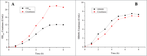 Figure 2. Flask cultivation results in the media of TB and LB. (A) TB medium; (B) LB medium. Specifically, one enzyme unit was defined as the amount of enzyme forming 1 μmol urea per minute under the conditions described before.Citation10