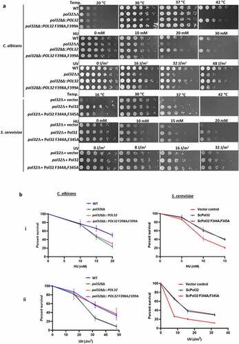 Figure 2. PIP motif of CaPol32 is essential for CaPolδ’s function. a. Serially diluted cells of WT, pol32ΔΔ, pol32ΔΔ::POL32, pol32∆∆::POL32 F398A, F399A C. albicans strains and pol32Δ deletion S. cerevisiae strain harboring vector alone or ScPol32 or ScPol32 F344A, F345A were spotted on YPD plates with the indicated concentration of HU. Similar YPD plates spotted with various strains were exposed to different doses of UV. All the plates were incubated at 30°C for 48 hr and then imaged. For the temperature sensitivity, YPD plates were incubated at 16°C, 30°C. 37°C, and 42°C for 48 hr and then photographed. b. CFU analysis of various strains of C. albicans and S. cerevisiae was performed by diluting logarithmically growing cells to 400 cells/ml and from which 250 µl cells were spreaded on YPD plates with HU (i) and UV treatments (ii). c. Equal number of cells of WT, pol32ΔΔ, pol32ΔΔ::POL32, pol32∆∆::POL32 F398A, F399A C. albicans and pol32Δ S. cerevisiae strain harboring a vector alone or ScPol32 or ScPol32 F344A, F345A plasmids were spotted on YPD plates without or with MMS, cisplatin, and TBHP. All the plates were incubated at 30°C for 48 hr and then imaged.