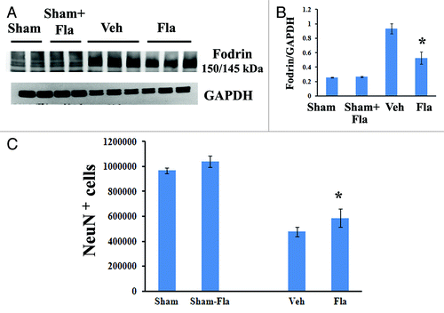 Figure 5. Delayed administration of flavopiridol reduces SCI-induced apoptotis and rescues neuronal cell loss. (A­−B) western blot analysis for markers of apoptotis following SCI. Flavopiridol significantly reduced the SCI-induced increases in the cleavage products of fodrin at 3 d post injury. Representative immunoblots are shown in right panel of A. n = 3 in vehicle or flavopiridol groups, n = 2 in sham or sham + flavopiridol group. (C) Unbiased stereological assessment of neuronal loss at 28 d post-injury was performed on NeuN/DAB stained coronal sections. Treatment with flavopiridol attenuated SCI-induced loss of NeuN+ neurons in the preserved gray matter (C). *p <0.05 vs. vehicle group. n = 6–8 in vehicle or flavopiridol groups, n = 4 in sham or sham + flavopiridol group.