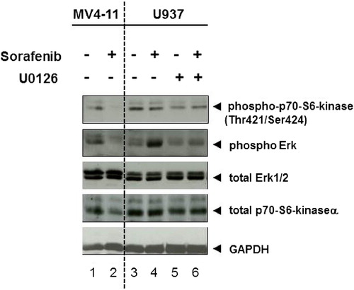 Figure 5. Mek1/2 inhibitor blocks sorafenib-induced Erk2 activity in U937 cells. Immunoblot analysis of p70S6 kinase and Erk1/2 phosphorylation. U937 cells were treated with Mek1/2 inhibitor U0126 (10 μM) and/or sorafenib (200 nM) for 72 h. MV4-11 cells were treated with 200 nM sorafenib for 72 h. Untreated cells were used as controls. Total Erk1/2, p70S6 kinase α and GAPDH served as loading controls.