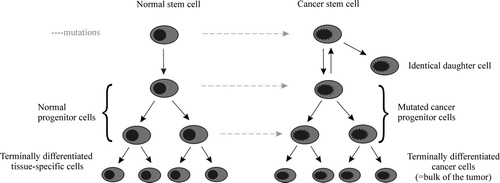 Figure 1.  The cancer stem cell hypothesis ascribes tumor initiation and growth to a subset of cancer stem cells, with features that resemble normal stem cells. Cancer stem cells are thought to originate from tissue or organ-specific stem cells or the immediate progeny through mutations that alter their normally tight regulation of self-renewal. Activation of quiescent cancer stem cells induces asymmetric cell division, which yields one identical daughter cell with stem cell-like characteristics and one early transiently amplifying cell, which in turn are responsible for the bulk of dividing cells that produce late transiently amplifying cells, tissue-specific progenitor cells, and finally the differentiated cells of the tissue. The cancer stem cell and its identical daughter cell are resistant to currently used means of cancer treatment. The bulk of tumor cells is not immortal and is hence sensitive to chemotherapy and radiation.