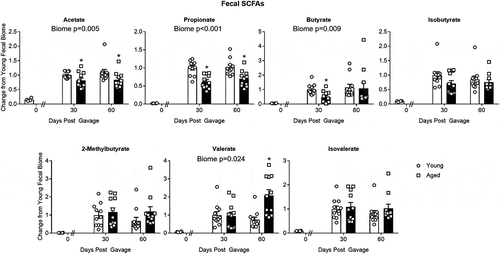 Figure 5. Changes in SCFA concentrations in fecal samples of mice with aged and young gut microbiomes. The “0” time point represents concentrations in the GF mice before fecal transplant gavage. Note the “0” time point was not used in the statistical analysis. Data for individual SCFAs were normalized to the value obtained in the “30 day” group having a young microbiome. Significant main effects of the microbiome (aged or young) when present are shown in each graph. * P < .05 compared to the young microbiome of the same time point (Holm-Sidak post hoc test, N = 11 per group). See Supplemental Table I for more statistical details. Note that the SCFAs in the 30 d aged group showed a dichotomy as described under beta diversity above. Dichotomy in the SCFAs did not occur in any other group