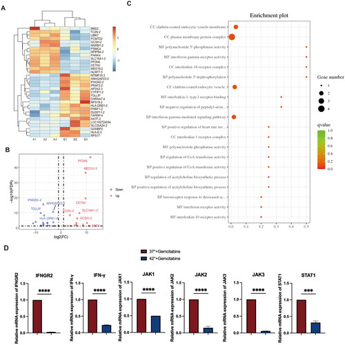 Figure 5. RNA sequencing and RT-qPCR analysis of RT4 cell lines revealed differential gene expression between the groups treated with gemcitabine at 37 °C and 42 °C. (A, B) Heatmap and volcano plot illustrating the differentially expressed genes in RT4 cells between the hyperthermia with gemcitabine group (A1, A2, A3) and the gemcitabine group (B1, B2, B3). (C) Gene ontology (GO) enrichment analysis of RT4 cells treated with gemcitabine (0.01 μM) at 37 °C and 42 °C. (D) RT-qPCR assay for IFNGR2, IFN-γ, JAK1, JAK2, JAK3, and STAT1 mRNA levels. The differences between groups were analyzed using an unpaired t-test. ***p < 0.001, ****p < 0.0001.