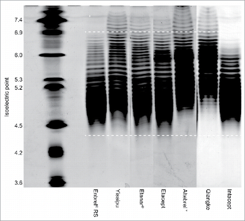 Figure 3. Isoelectric focusing gel of multiple intended copies versus Enbrel® RS. Image is a composite of three individual gels assembled for illustrative purposes. White bars indicate isoelectric point range for principal etanercept species. RS, reference standard.