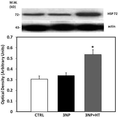 Figure 4. Representative Western blot of HSP 72 expression and densitometric analysis derived from striatum samples in the control, group (CTRL), in rats treated with 3-nitropropionic acid 20 mg/Kg, i.p, 3 doses, 0, 12 and 24 h (Group 3-NP) and in rats subject to heat pretreatment (WBH 42°C, 30 minutes) and then treated with 3-NP (Group 3-NP + HT). The Western blot of actin was carried out to assure constant amounts of protein in each lane. Means of three experiments ± SEM. *p < 0.05 versus CTRL.