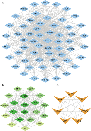 Figure 3 PPI network including the 59 hub genes and identified hub targets. (A) 59 SEZW-AGA common targets were identified. (B) After the first filtering through CytoNCA, 20 targets were identified. The darker the color, the greater the degree. (C) 7 hub targets were identified after a second filtering stage.