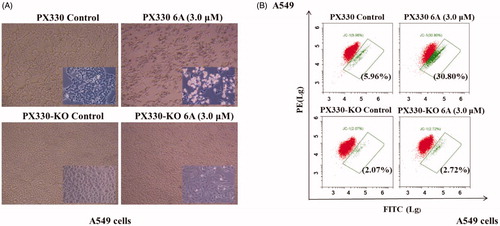 Figure 6. 6A-induced apoptotic effect. (A) The images of A549 and RXRα-/- A549 cells after treatment with or without 6A for 12 h; (B) Flow cytometry analysis of A549 and RXRα-/- A549 cells after treatment with or without 6A for 12 h.