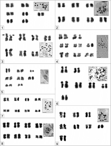 Fig. 1 Somatic metaphases and karyotypes 1. O. altissima (2n = 14), 2. O. oxyodonta (2n = 14), 3. O. hajastana (2n = 14), 4. O. subacaulis (2n = 16), 5. O. galegifolia (2n = 16), 6. O. tournefortii (2n = 14), 7. S. hedysaroides (2n = 16), 8. H. syriacum (2n = 16), 9. H. pannosum (2n = 16).